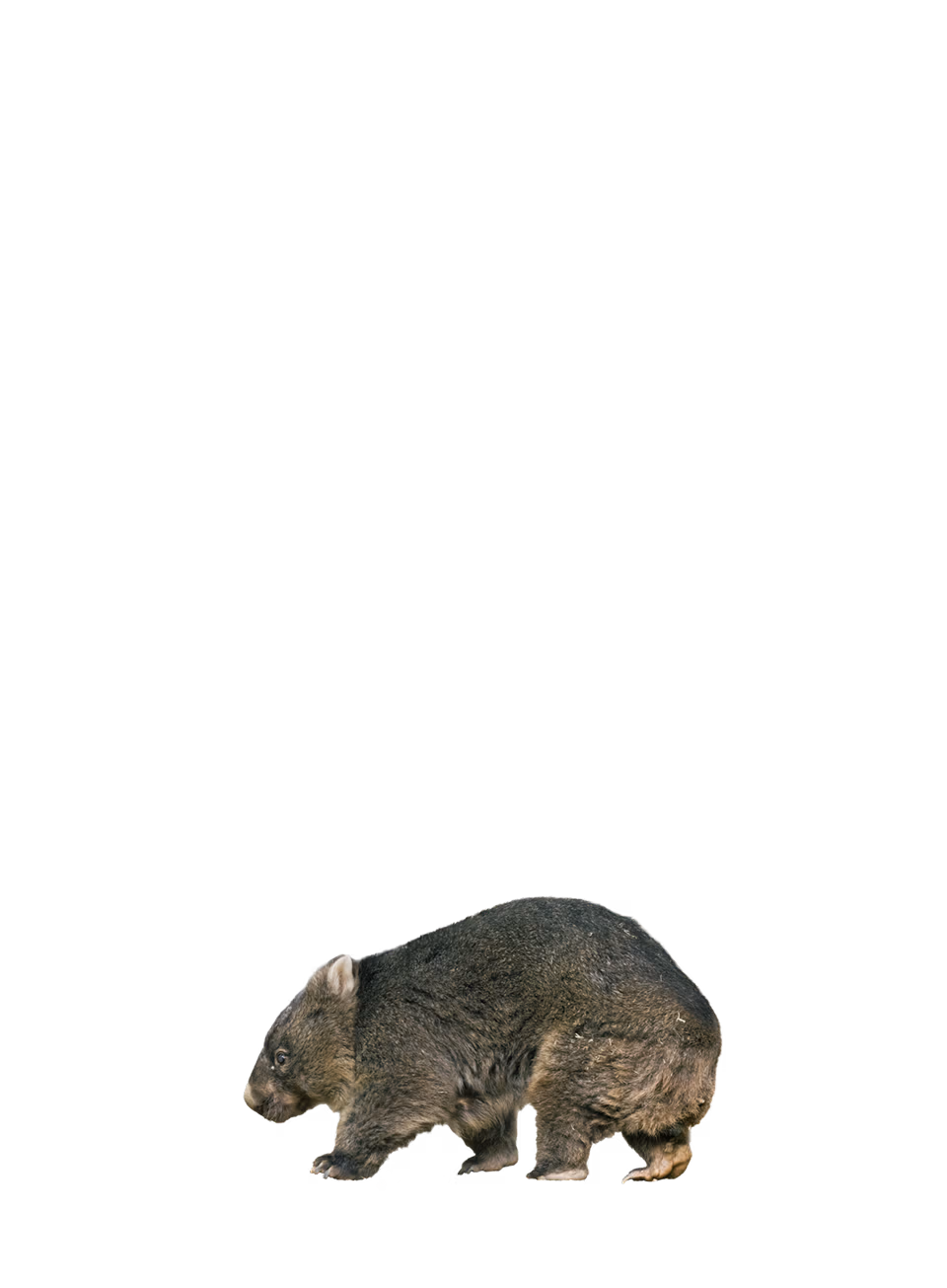 ウォンバット